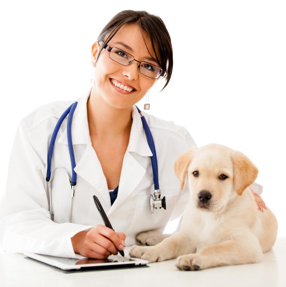 veterinarian-assessing-a-puppy1
